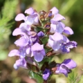 プルネラ Prunella Vulgaris 3