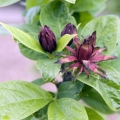 カリカンサス Calycanthus floridus 3