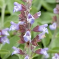 セージ Salvia Officinalis 3