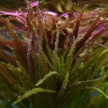 リムノフィラ・アロマティカ Limnophila Aromatica 3