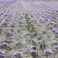 サフラン Crocus Sativus Linneaus 3