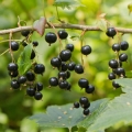 黒カラントの葉  3