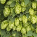 ホップ Humulus lupulus 3