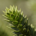 アラウカリア Araucaria araucana 3