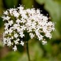 バレリアン Valeriana officinalis 3