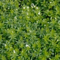Woodruff or Galium Odoratum Galium Odoratum 3