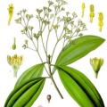 Cassia Cinnamomum cassia 3