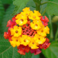 ランタナ Lantana Camara 3