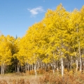 アスペン Populus 3