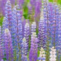 ルピナス Lupinus 3