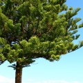アラウカリア Araucaria angustifolia 3