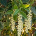 ベランブラの木 Phytolacca Dioica 3