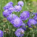 スカビオサ Knautia arvensis 3