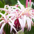 クリナム・リリー Crinum augustum 3