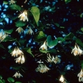 ベンゾイン Styrax benzoin, Styrax Tonkiniensis (Styracaceae) 3