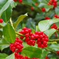 ヒイラギの花 Ilex aquifolium 3