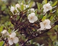 レザーウッド Eucryphia lucida 3