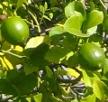ライム Citrus aurantifolia 3