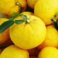 ユズ Citrus junos 3