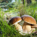 キノコ Agaricus Bisporus 3
