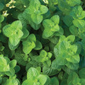 アップルミント Mentha Suaveolens 3