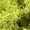 ティーツリーオイル Melaleuca Alternifolia 3