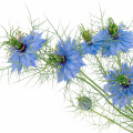 ニゲラ Nigella Sativa 3