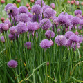 チャイブ Allium Schoenoprasum 3