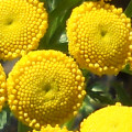タンジー Tanacetum Vulgare 3