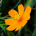 コスモスの花 Cosmos Sulphureus 3