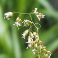 スイートグラス Hierochloe Odorata,  Anthoxanthum Nitens 3