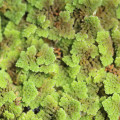 アゾラ（アカウキクサ） Azolla imbricata 3