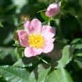 エグランティーヌ Rosa Rubiginosa 3