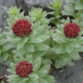 ローズルート Rhodiola Rosea 3